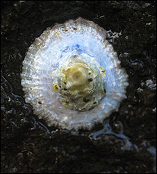 acidic seas